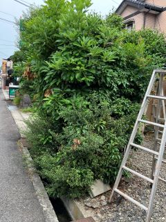 生垣剪定前の写真。木がぼうぼうに生い茂っている。