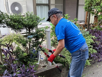 刈り込みばさみでツゲの刈込みをしている男性の写真。